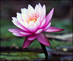 Space Realization and Alignment